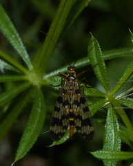 Panorpa meridionalis