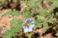 Solanum hoplopetalum