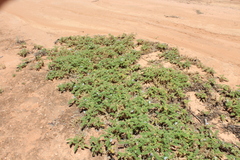 Solanum hoplopetalum