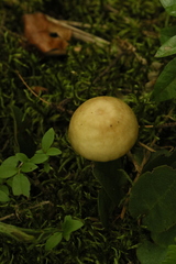 Agaricomycetidae