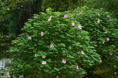Hibiscus mutabilis