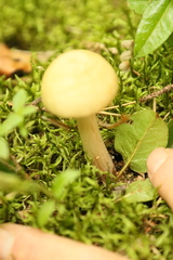 Agaricomycetidae