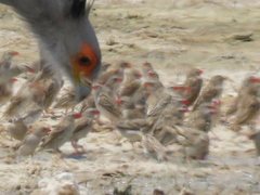 Quelea quelea lathamii