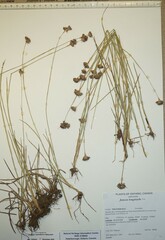 Juncus longistylis