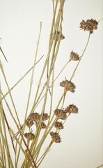 Juncus longistylis
