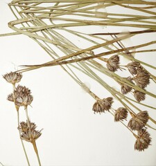 Juncus longistylis