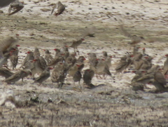 Quelea quelea lathamii