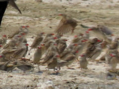 Quelea quelea lathamii