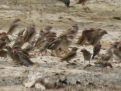 Quelea quelea lathamii