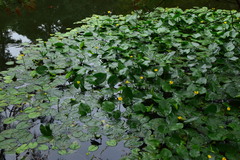 Nuphar pumila