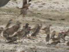 Quelea quelea lathamii