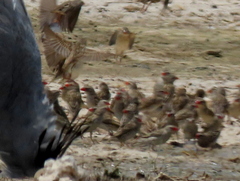 Quelea quelea lathamii