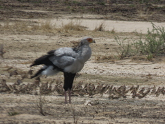 Quelea quelea lathamii