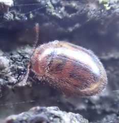 Rhyzobius chrysomeloides