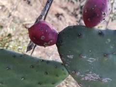Opuntia hyptiacantha