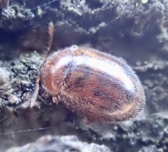 Rhyzobius chrysomeloides