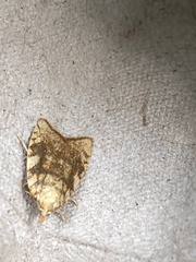 Aleimma loeflingiana