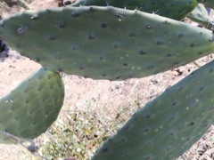 Opuntia hyptiacantha