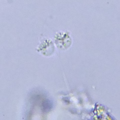 Choanoflagellatea