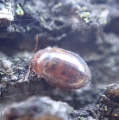 Rhyzobius chrysomeloides