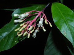 Palicourea padifolia