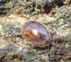 Rhyzobius chrysomeloides