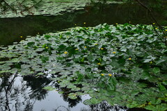 Nuphar pumila