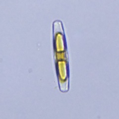 Naviculales