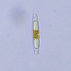 Naviculales