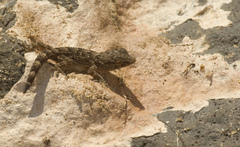 Tarentola angustimentalis