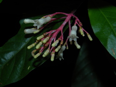 Palicourea padifolia