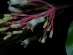 Palicourea padifolia