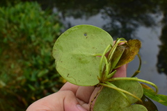 Hydrocharis dubia