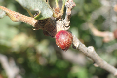 Disholcaspis perniciosa