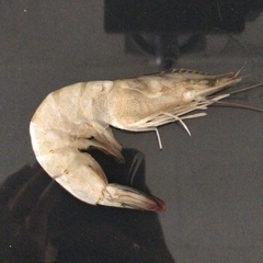 Penaeus