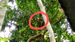 Terpsiphone paradisi