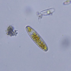 Naviculales