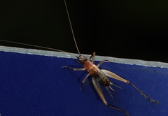 Homoeoxipha lycoides