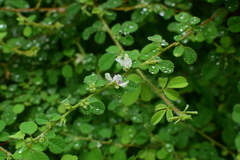 Lespedeza pilosa