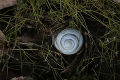 Caucasotachea vindobonensis