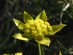 Bupleurum ranunculoides