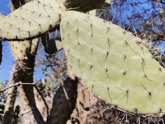 Opuntia