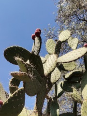 Opuntia