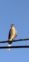 Accipiter cooperii