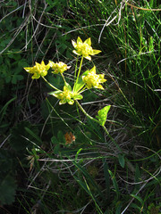 Bupleurum ranunculoides