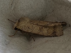 Diarsia mendica