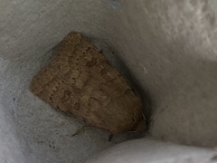 Diarsia mendica