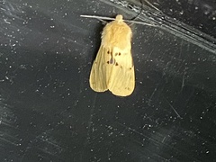 Diarsia mendica