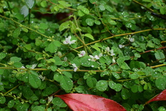 Lespedeza pilosa