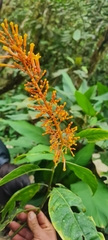 Palicourea sodiroi